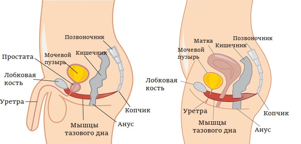 мышцы тазового дна