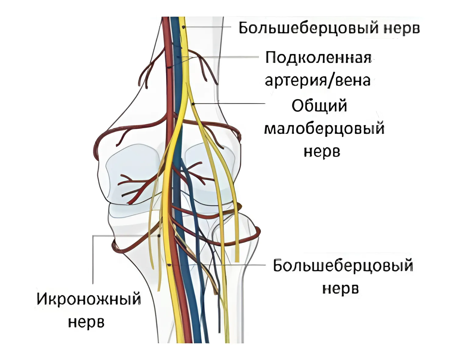 сосудистая система колена