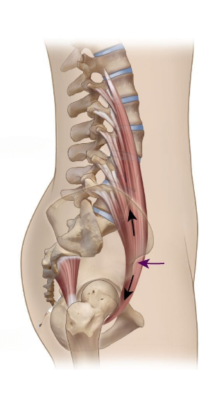 подвздошно-поясничная мышца