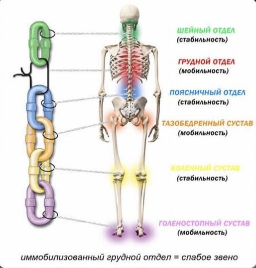 Миофасциальные цепи