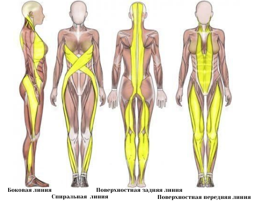 Миофасциальные цепи