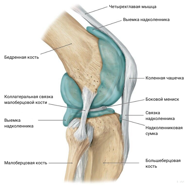 Болит колено при разгибании и сгибании