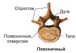 строение позвонка